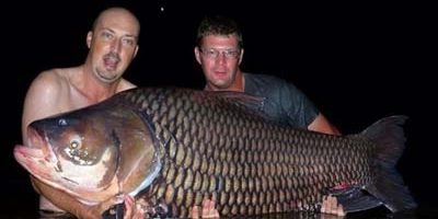 172lb world record siamese carp Wayne Metcalf 2015.jpg